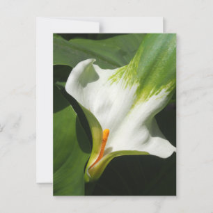 Calla Lily, Zantedeschia Postcard