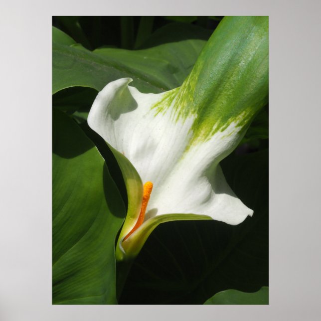 Calla Lily, Zantedeschia Poster (Front)