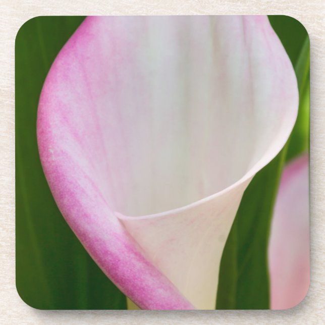 Calla Pano Coaster (Front)