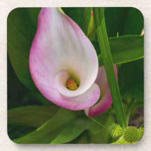 Calla Roll Coaster