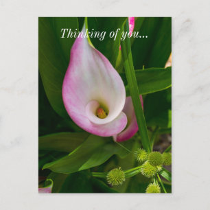 Calla Roll Thinking Of You Postcard