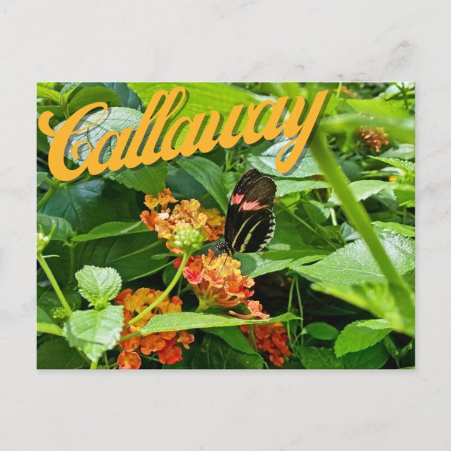 Callaway Garden Butterfly Flower Georgia Postcard (Front)