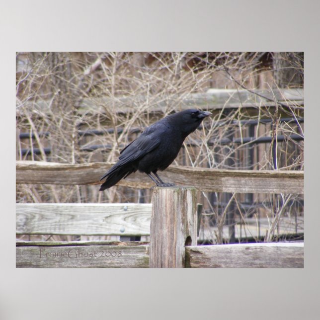 Calling Crow 1 Poster (Front)