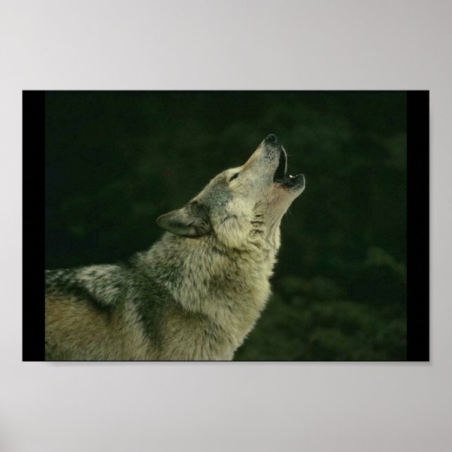 Calling the pack poster (Front)