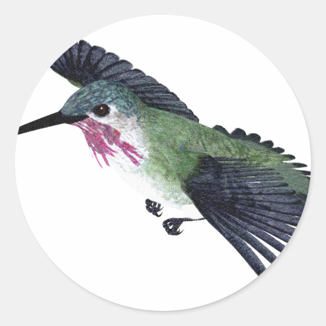 Calliope Hummingbird Classic Round Sticker (Front)