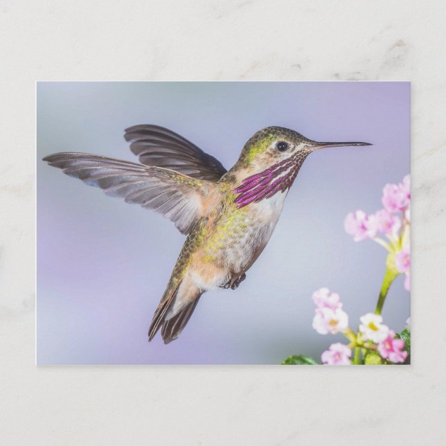 Calliope Hummingbird Flying in Purple & Pink Postcard (Front)