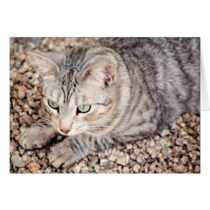 Callisto, silver tabby rescue