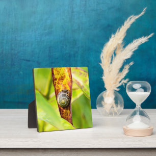 calm attachment plaque