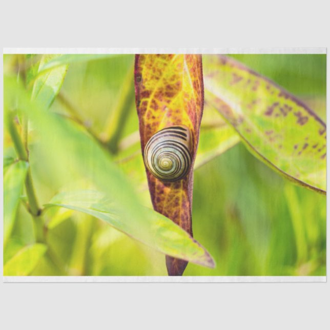 calm attachment tissue paper (Front)