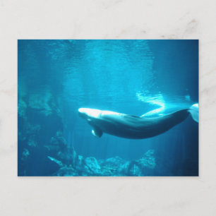 Calm Sea Postcard