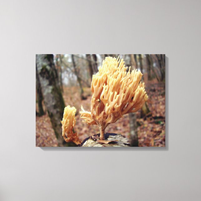 Calocera viscosa Canvas Print (Front)