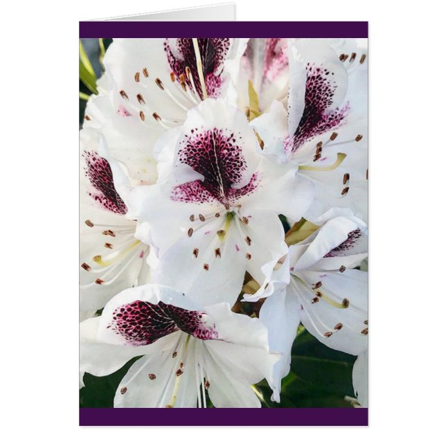 Calsap Rhododendrons (Front)