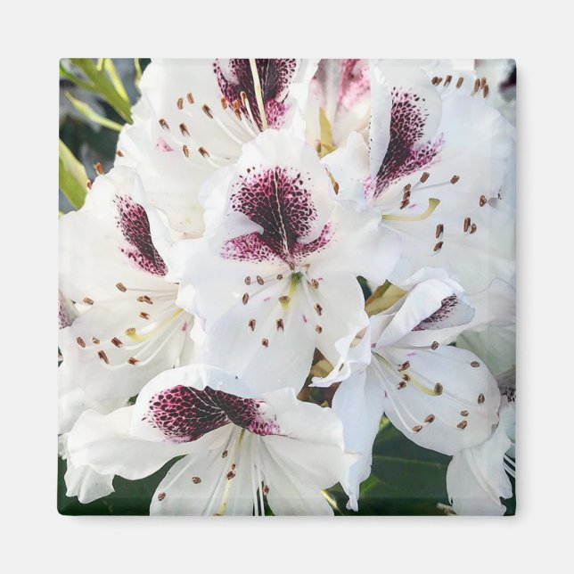 Calsap Rhododendrons Magnet (Front)