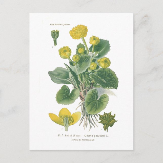 Caltha palustris (Marsh marigold) Postcard (Front)
