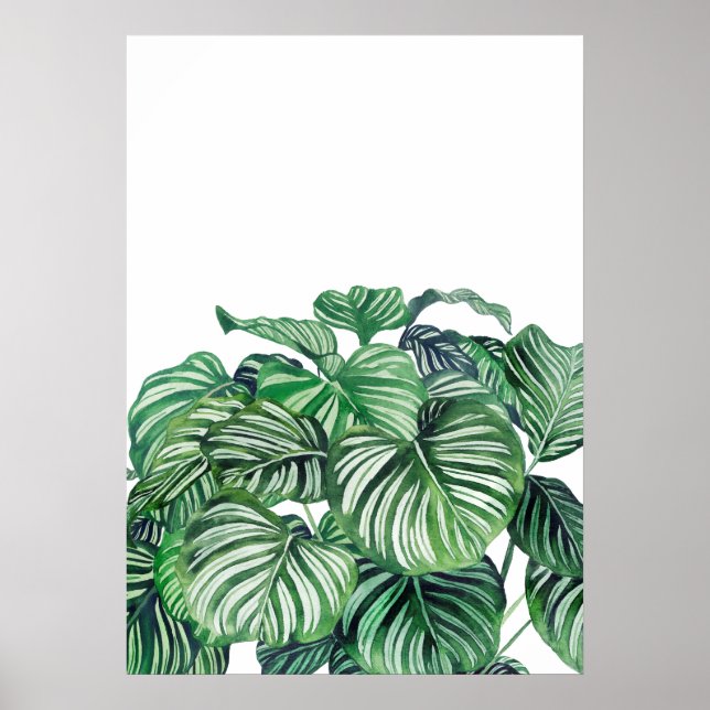 Calthea Orbifolia Poster (Front)