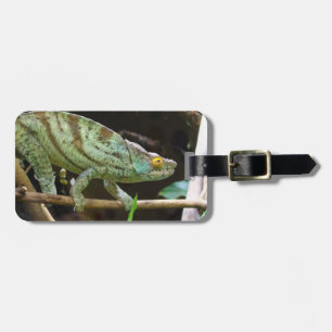 Calumma Parsonii Luggage Tag