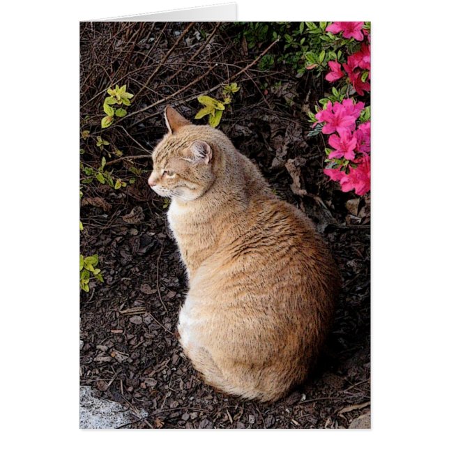 Calvin in the Garden (Front)