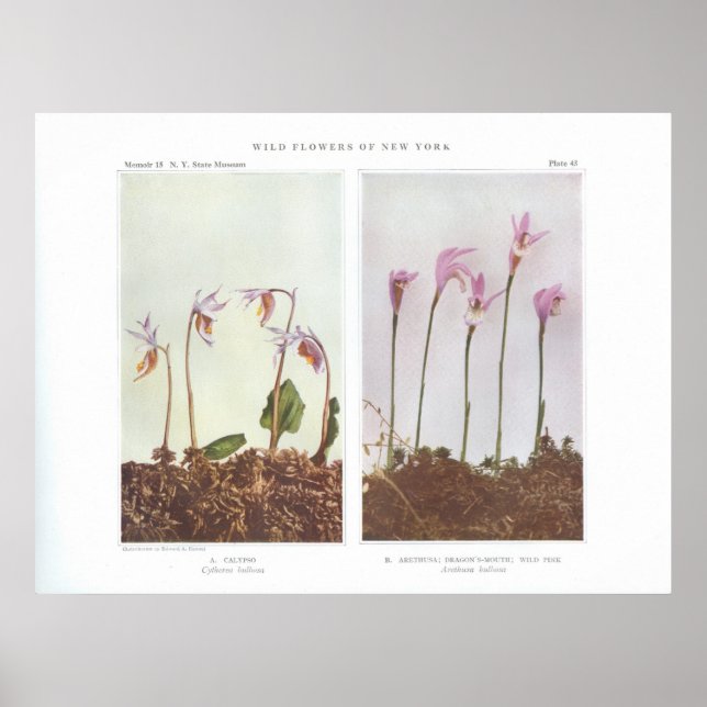 Calypso - Cytherea bulbosa Poster (Front)