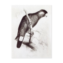 Calyptorhynchus Baudinii, or Baudin's Cockatoo