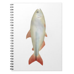 Camapuã Notebook