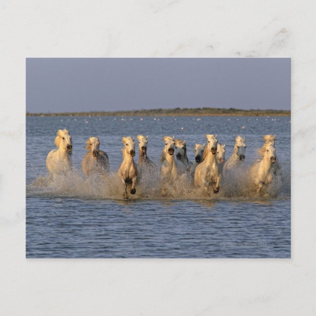 Camargue Horse (Equus caballus) Postcard (Front)