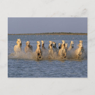 Camargue Horse (Equus caballus) Postcard