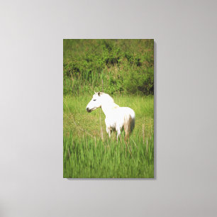Camargue Horse in the Alpes Cote d'Azur of the Canvas Print