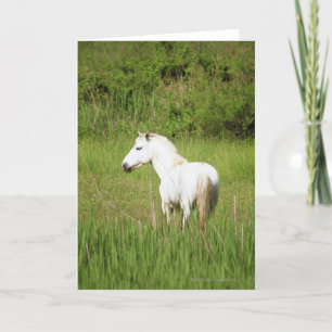 Camargue Horse in the Alpes Cote d'Azur of the Card