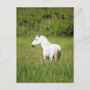 Camargue Horse in the Alpes Cote d'Azur of the Postcard