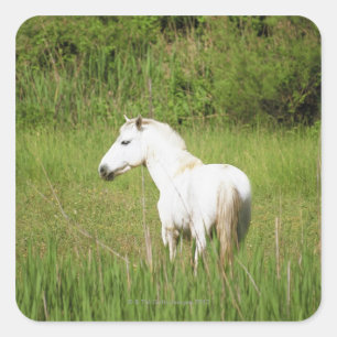 Camargue Horse in the Alpes Cote d'Azur of the Square Sticker