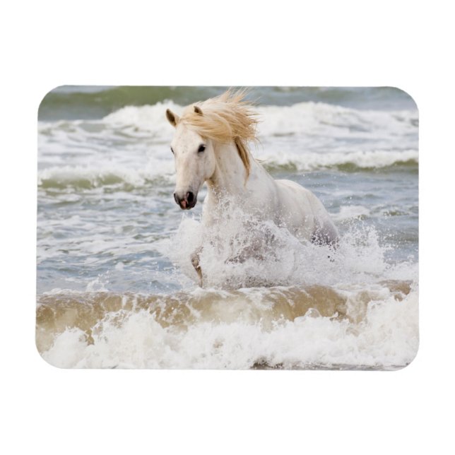 Camargue Horse in the Surf Magnet (Horizontal)
