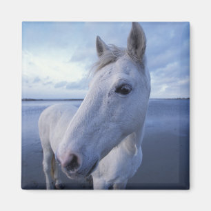 Camargue Horse Magnet