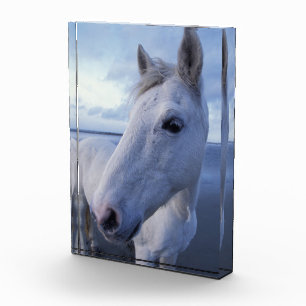 Camargue Horse Photo Block