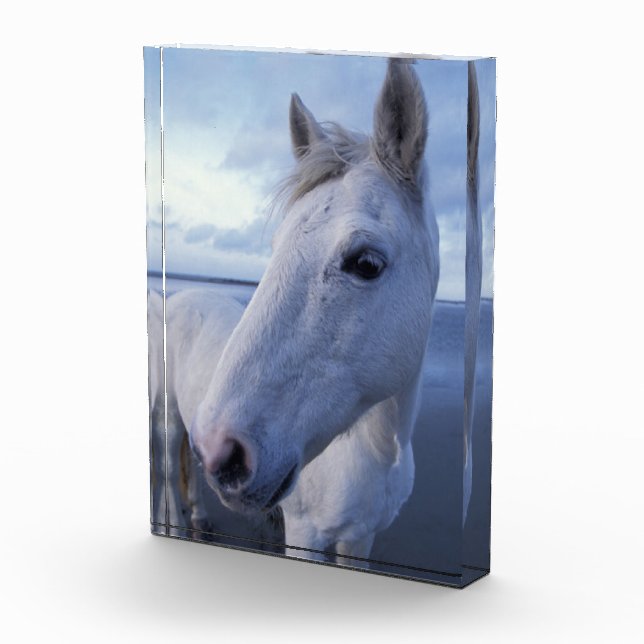 Camargue Horse Photo Block (Right)
