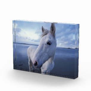 Camargue Horse Photo Block
