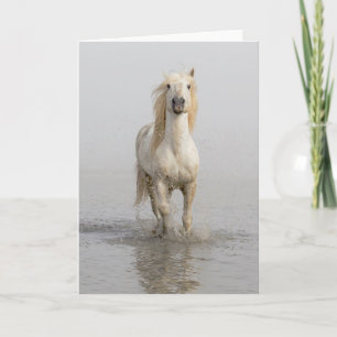 Camargue Horse Running in Water Card