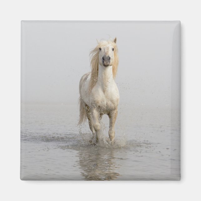 Camargue Horse Running in Water Magnet (Front)