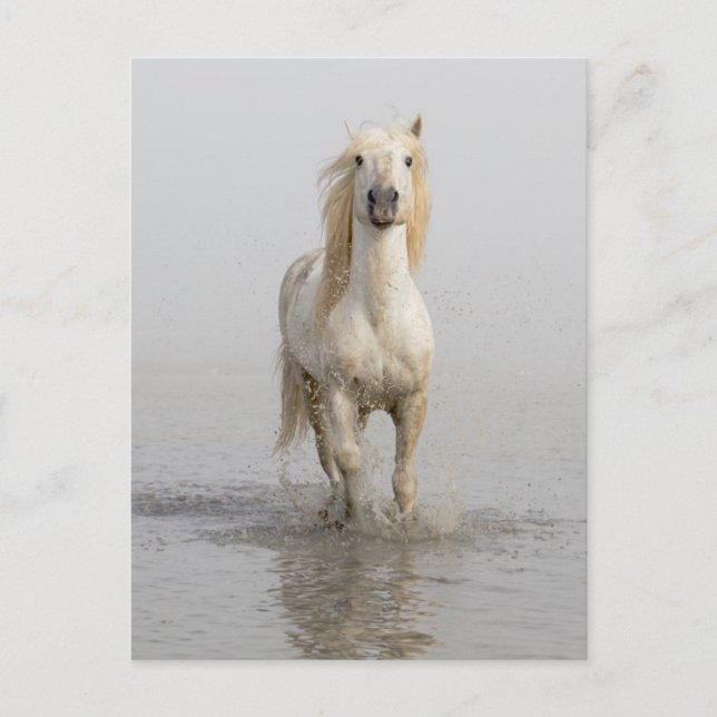 Camargue Horse Running in Water Postcard (Front)