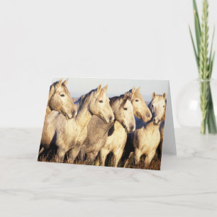 Camargue Horses (Eguus caballus) Card