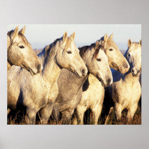 Camargue Horses (Eguus caballus) Poster