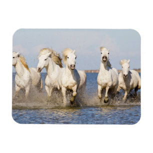 Camargue Horses Magnet