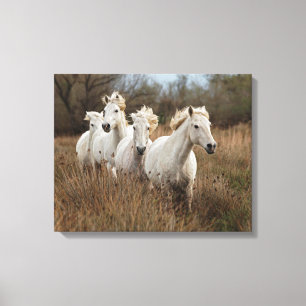 Camargue Horses Running Canvas Print