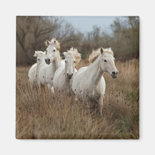 Camargue Horses Running Magnet