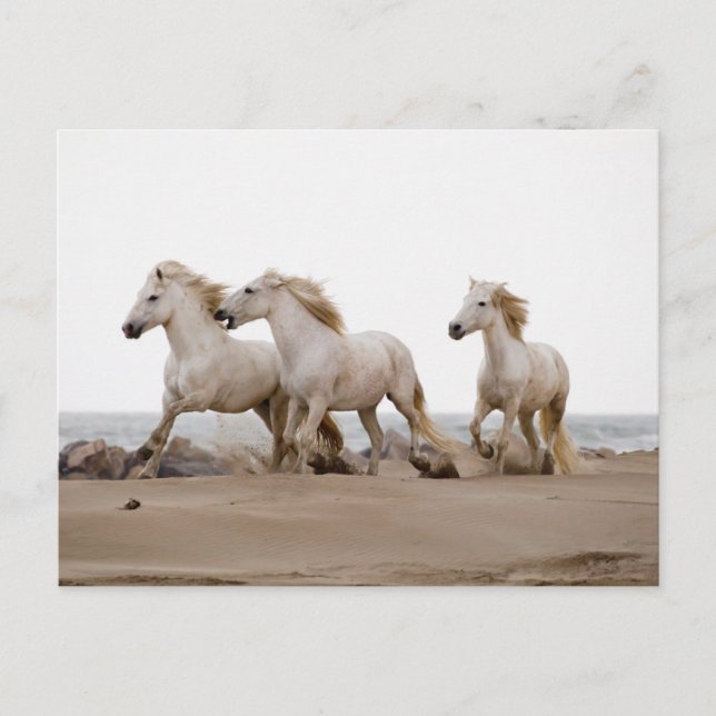 Camargue Horses Running on the Beach Postcard (Front)