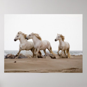 Camargue Horses Running on the Beach Poster