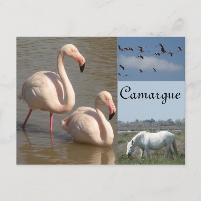 Camargue Postcard (Front)