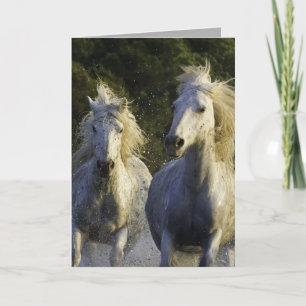 Camargue Spray Horse Greeting Card