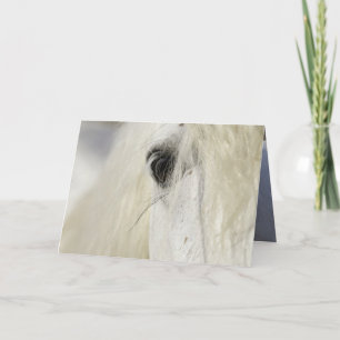 Camargue Stallion's Eye Horse Greeting Card