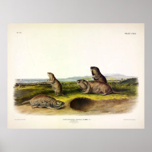 Camas Rat (Northern Pocket Gopher) by Audubon Poster
