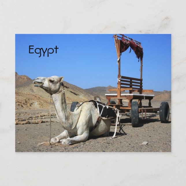 Camel and Cart - Egypt Postcard (Front)